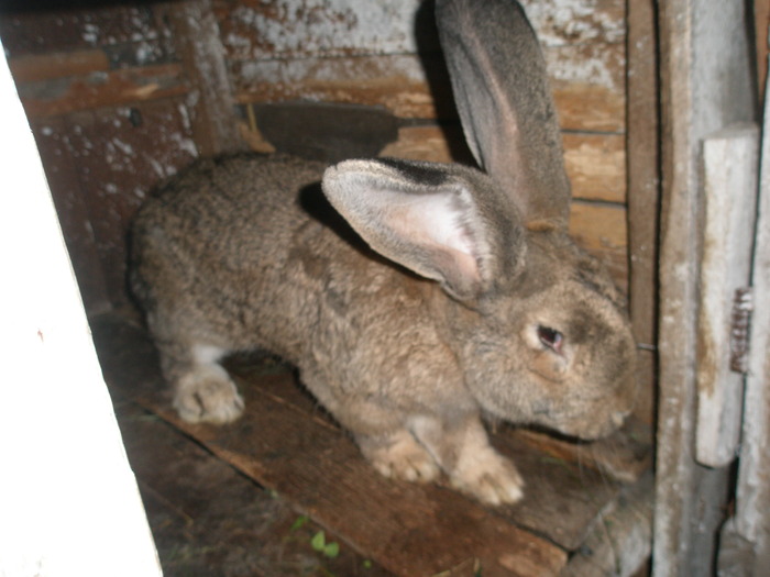 P5170279 - poze iepuri belgieni - mai 2010