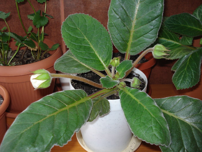 15.05.2010 - flori - gloxenii inflorite 2010