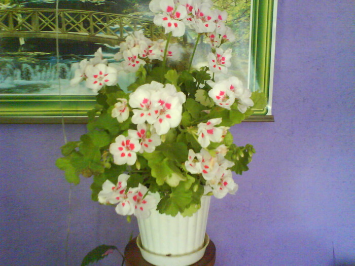 DSC02022 - MUSCATE 2010-2011 -DE VANZARE