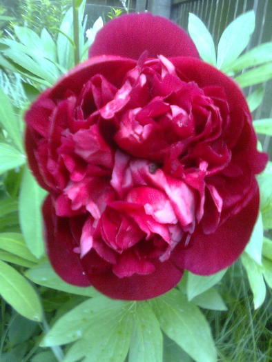 Bujorul rosu - Flori de vara