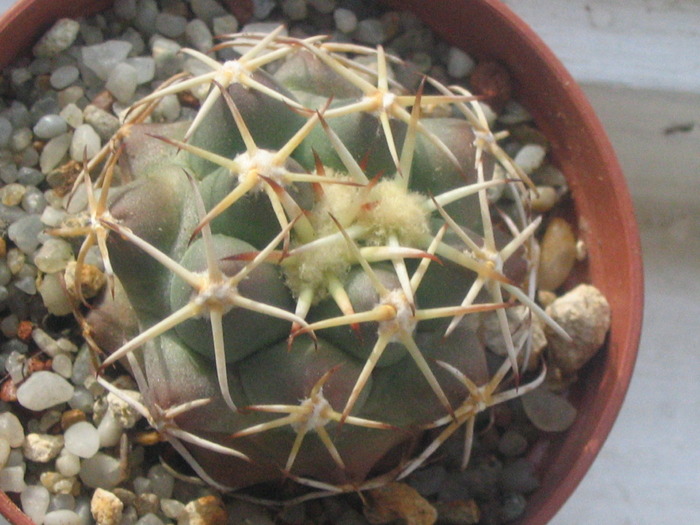 Coryphantha scheeri robustispina Sierita Mts