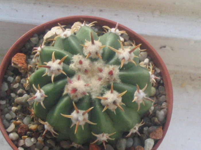Echinocactus texensis - Cactusi