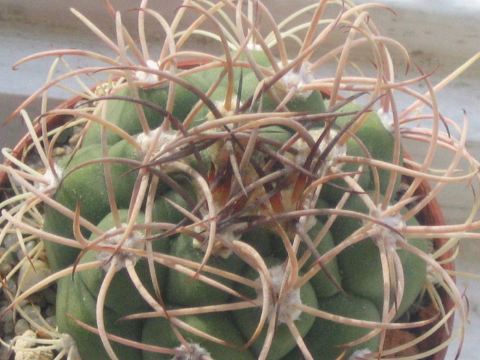 Gymnocalycium saglionis f longispinum - Cactusi