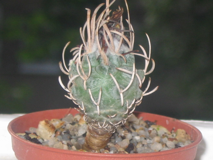 Turbinicarpus flaviflorus - Cactusi