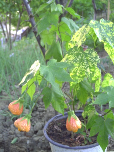 PICT0054 - Abutilon