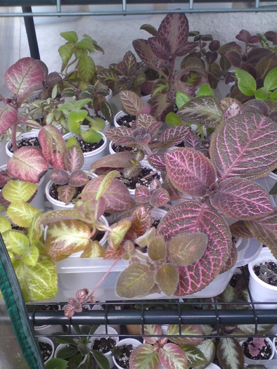 Episcii - grup (2) - Episcia