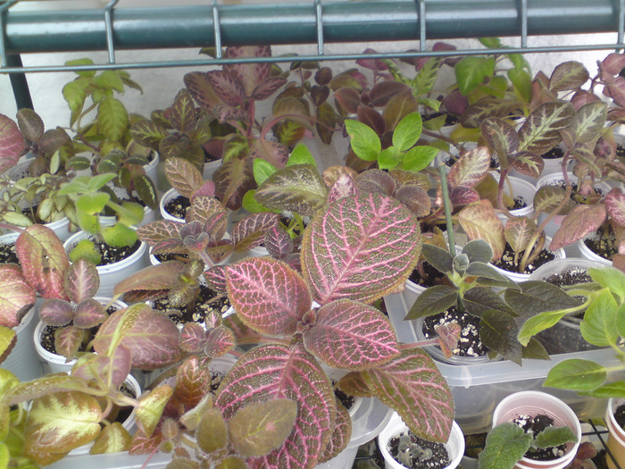 Episcii - grup (5) - Episcia