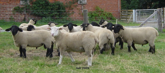 berbeci-suffolk -texel- germania