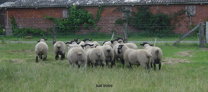 a_Lammbocke_2009_3
