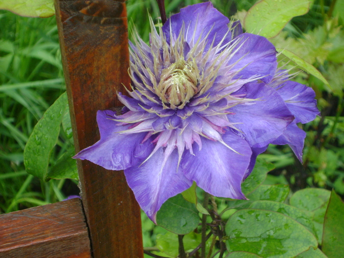 DSC02481 - clematite 2010