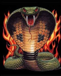 KOBRA - albummmmm
