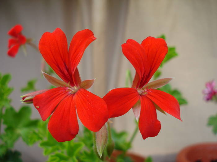 Mini Cascade Red (2009, June 01) - Ivy-geranium Mini Cascade Red