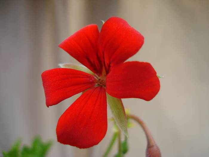 Mini Cascade Red (2009, June 01) - Ivy-geranium Mini Cascade Red