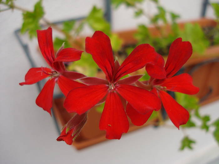 Mini Cascade Red (2009, Aug.06) - Ivy-geranium Mini Cascade Red