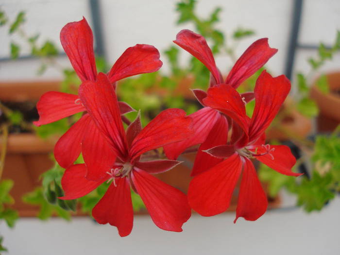 Mini Cascade Red (2009, Aug.06) - Ivy-geranium Mini Cascade Red