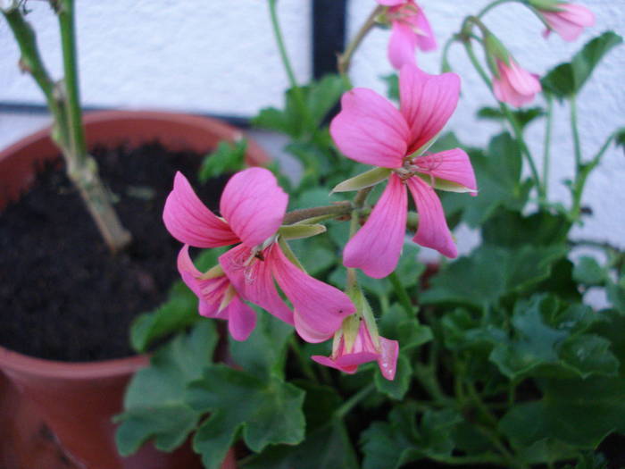 Mini Cascade Pink (2009, April 02) - Ivy-geranium Mini Cascade Pink