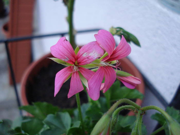 Mini Cascade Pink (2009, April 02) - Ivy-geranium Mini Cascade Pink