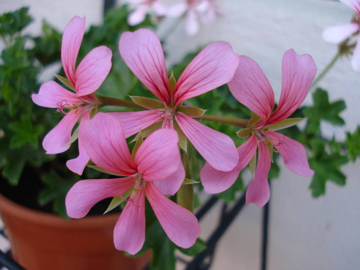 Mini Cascade Pink (2009, May 06) - Ivy-geranium Mini Cascade Pink