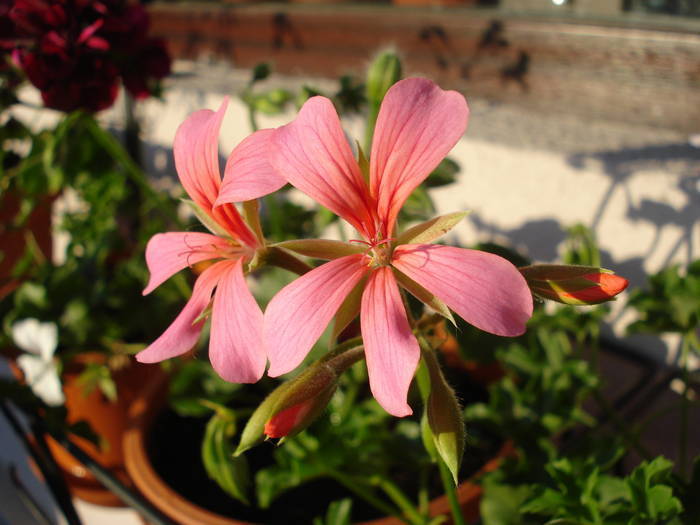 Mini Cascade Pink (2009, May 09) - Ivy-geranium Mini Cascade Pink