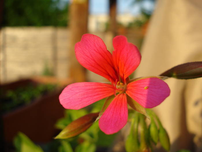 Mini Cascade Pink (2009, May 10) - Ivy-geranium Mini Cascade Pink