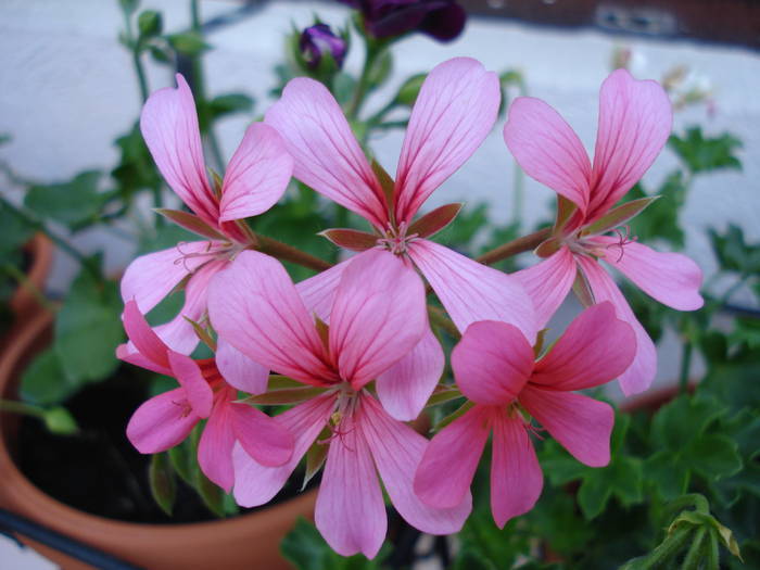 Mini Cascade Pink (2009, May 12) - Ivy-geranium Mini Cascade Pink