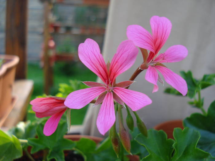 Mini Cascade Pink (2009, May 12) - Ivy-geranium Mini Cascade Pink