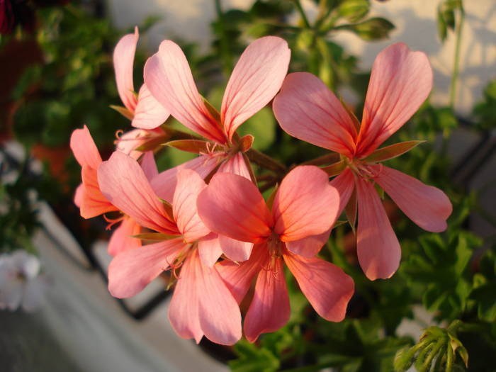 Mini Cascade Pink (2009, May 12) - Ivy-geranium Mini Cascade Pink