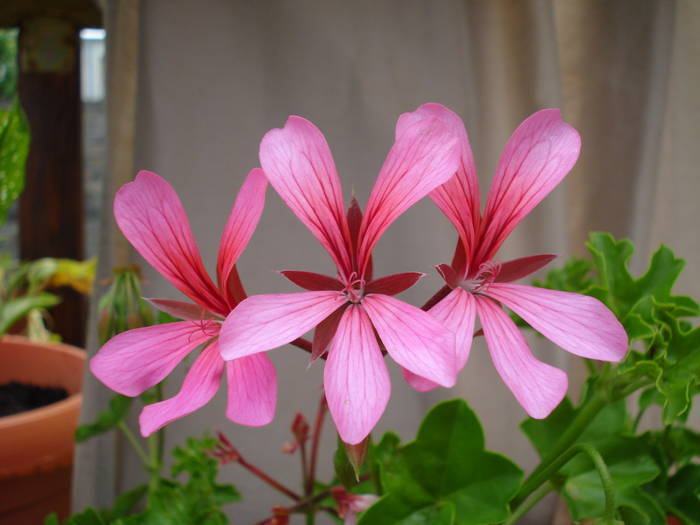 Mini Cascade Pink (2009, June 01) - Ivy-geranium Mini Cascade Pink