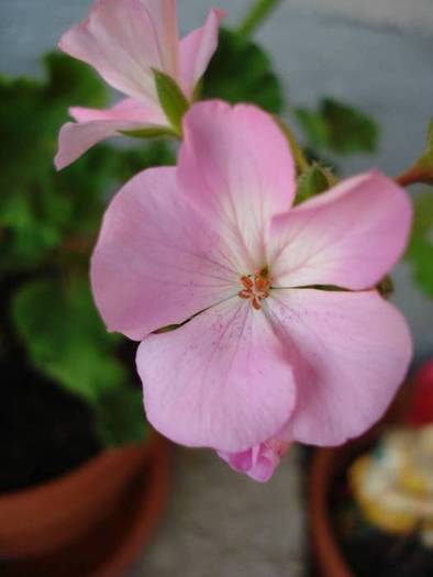 Geranium Appleblossom (2009, June 14) - Geranium Appleblossom