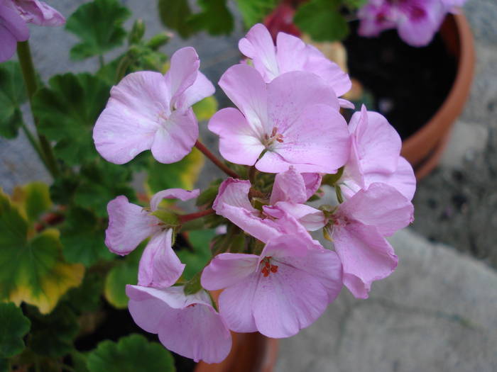 Geranium Appleblossom (2009, June 18)