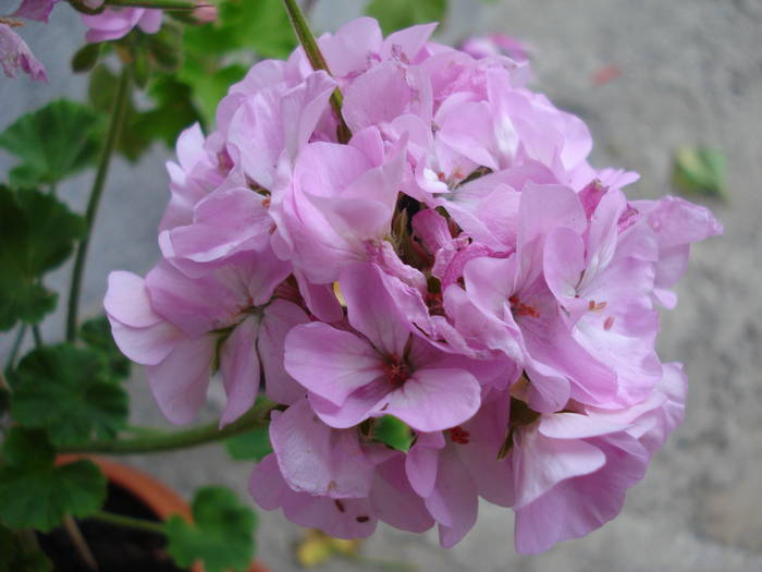 Geranium Appleblossom (2009, June 23)