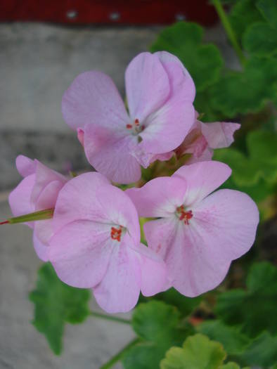 Geranium Appleblossom (2009, Aug.06) - Geranium Appleblossom