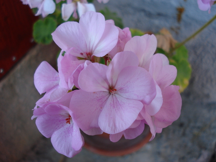 Geranium Appleblossom (2009, Aug.21) - Geranium Appleblossom