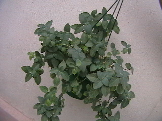 dicliptera suberecta achizitie Herck