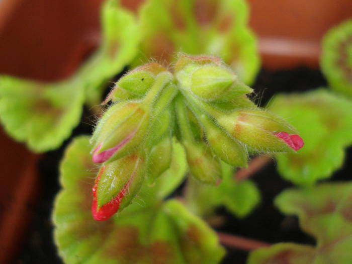 Geranium Scarlet (2009, June 23) - Geranium Scarlet