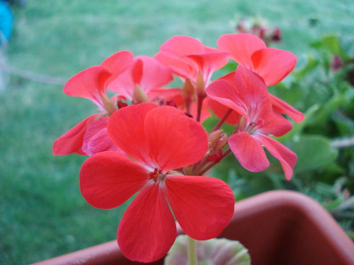 Geranium Scarlet (2009, July 10) - Geranium Scarlet