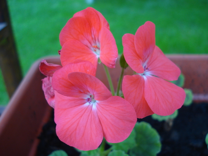 Geranium Scarlet (2009, September 11) - Geranium Scarlet