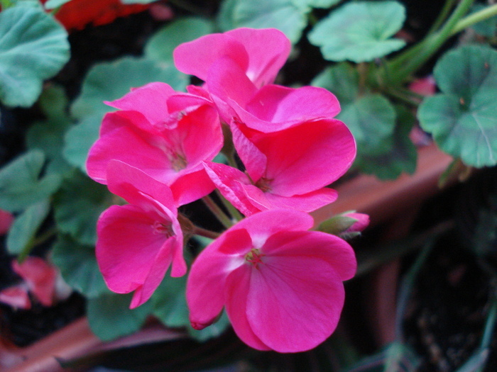 Geranium Violet (2009, Nov.12)