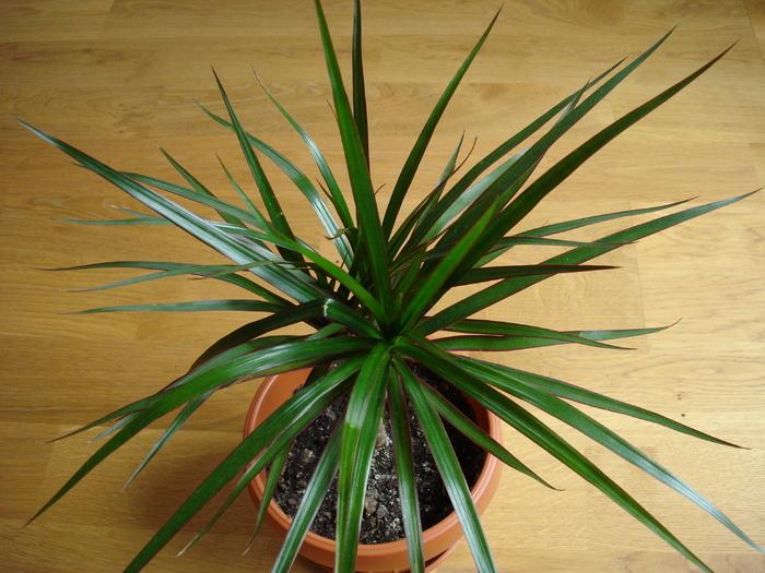 Dracaena marg. Bicolor (2009, May 07) - FLOWERS and LEAVES