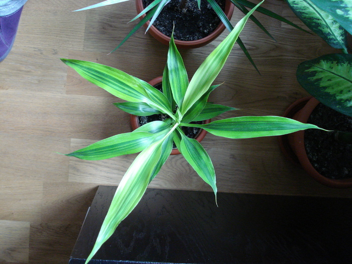 Dracaena Song of Jamaica (2009, May 07) - FLOWERS and LEAVES