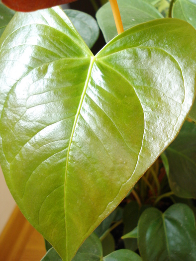 Anthurium_ Flamingo Lily (2009, 14) - FLOWERS and LEAVES