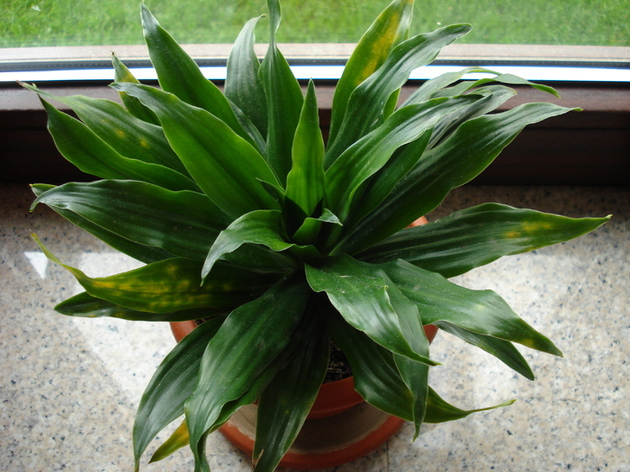 Dracaena Compacta (2009, May 22) - FLOWERS and LEAVES