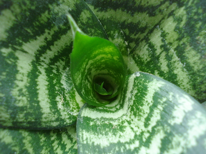 Sansevieria Hahnii (2009, May 22) - FLOWERS and LEAVES