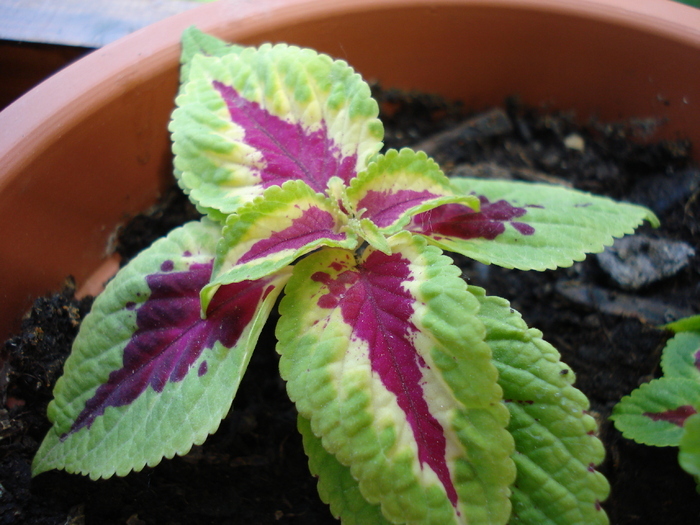 Coleus Roseo (2009, May 24) - FLOWERS and LEAVES