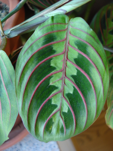 Maranta_Prayer Plant (2009, May 28) - FLOWERS and LEAVES