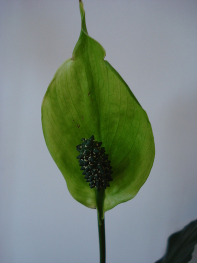 Spathiphyllum_Peace Lily (2009, May 28) - FLOWERS and LEAVES