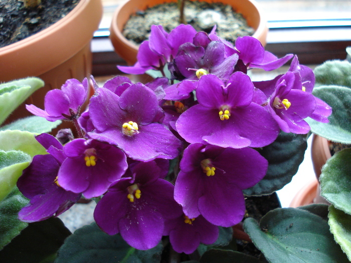 Violet Saintpaulia (2009, June 02) - FLOWERS and LEAVES