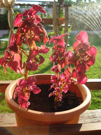 Coleus Copper Glow (2009, June 13) - FLOWERS and LEAVES