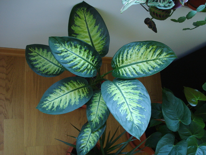 Dieffenbachia Tropic Snow (2009, Jun.15) - FLOWERS and LEAVES