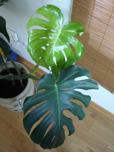 Monstera deliciosa (2009, June 24) - FLOWERS and LEAVES